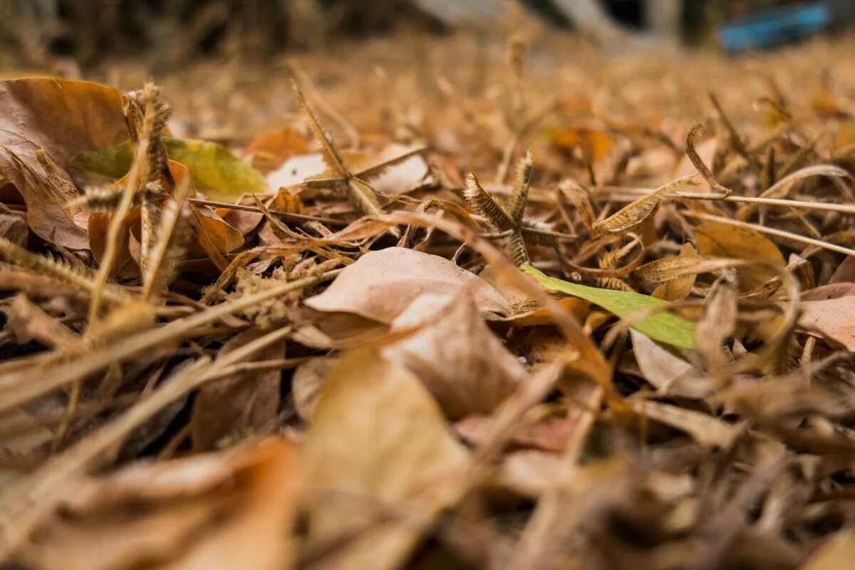Листовой опад это. Жухлая листва. Мертвые листья. Мертвая трава. Фото сухих веточек на осенней траве.