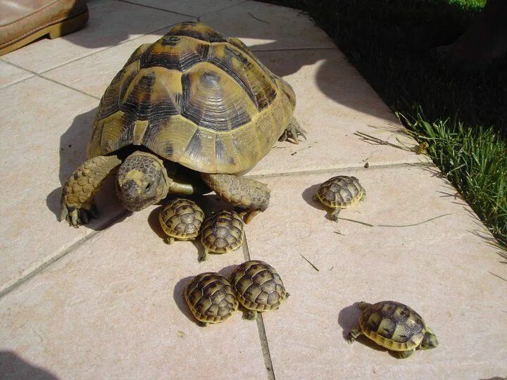 Сколько живут черепахи в домашних условиях сухопутные. Среднеазиатская черепаха. Черепашка Среднеазиатская сухопутная. Черепашонок сухопутной черепахи. Среднеазиатская красноухая черепаха.