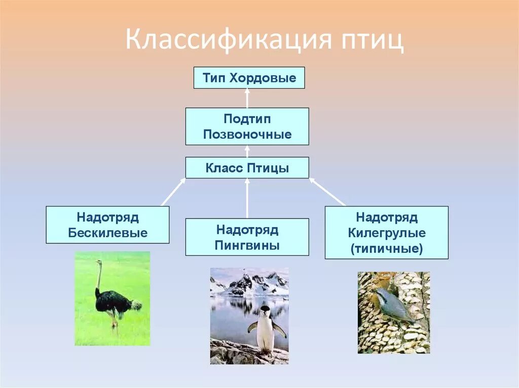 Какие экологические группы существуют