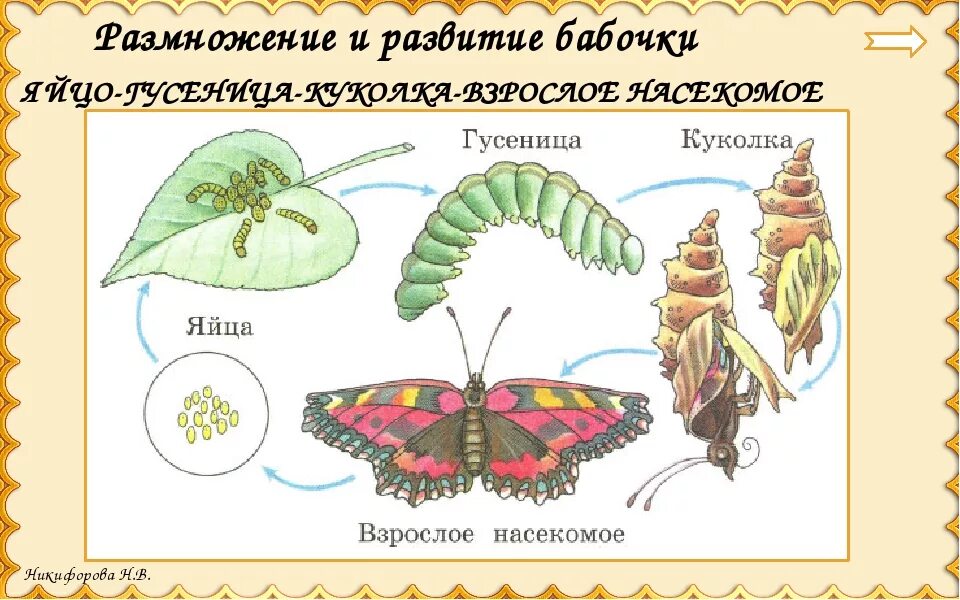 Капустная белянка неполное превращение. Цикл развития насекомых бабочки. Яйцо личинка куколка бабочка. Жизненный цикл бабочки схема. Цикл развития бабочки схема.