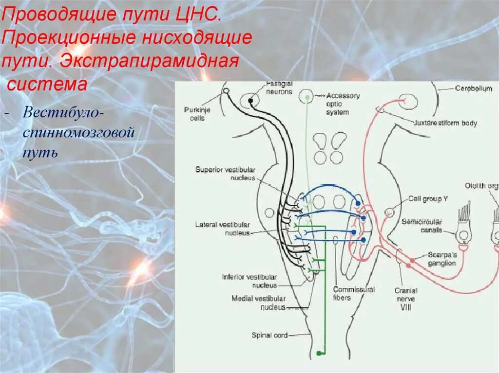 Нисходящий нервный путь. Проекционные проводящие пути ЦНС. Экстрапирамидная система проводящие пути, анатомия. Проводящие пути центральной нервной системы анатомия. Проекционные проводящие пути ЦНС анатомия.