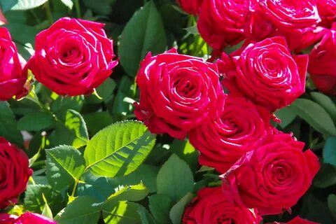 Rose ultra
