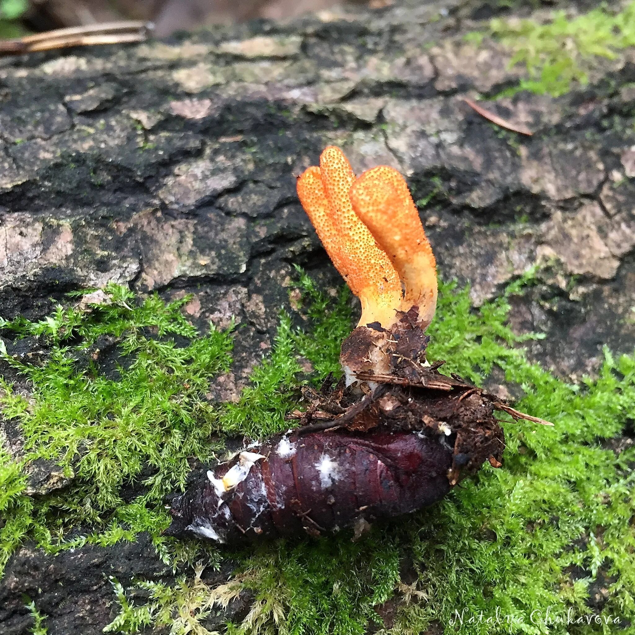 Кордицепс гриб. Cordyceps militaris. Кордицепс военный гриб. Гриб карди кордицепс.