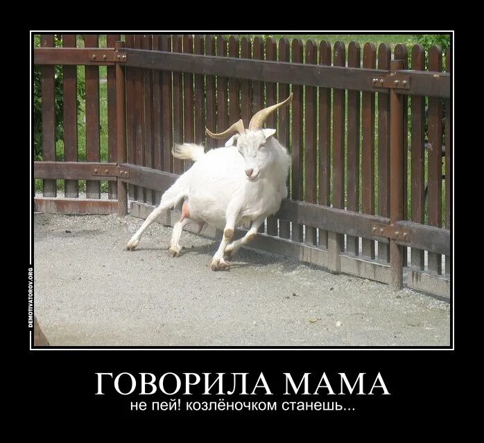 Коза не козила я уходила. Коза не козила я уходила. Коз-1 клей. Странная коза. "волк и козлята" в обр.