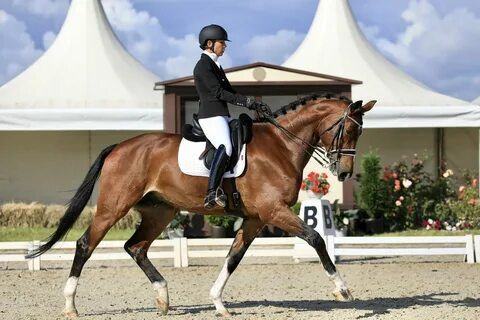 Equestrian перевод