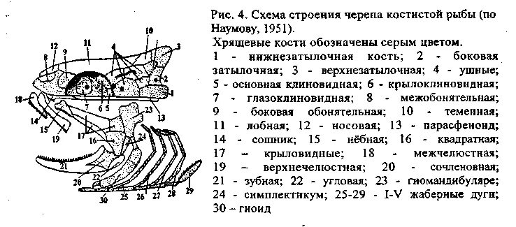 Строение черепа костных рыб. Схема строения черепа костных рыб. Строение черепа костистой рыбы. Схема строения черепа костистой рыбы. Череп костной рыбы