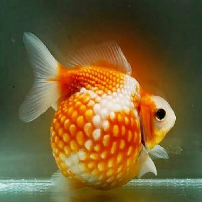 Золотая рыбка ранчу вуалехвост. Аквариумные рыбки Голдфиш. Вуалехвост Жемчужинка. Золотая рыбка Оранда красная.