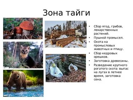 Собрать тайги