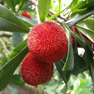 Bayberry
