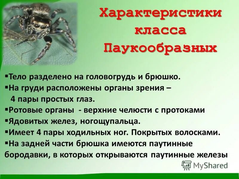 Выбери признаки паукообразных. Конспект по биологии 7 класс паукообразные. Представители класса паукообразные 7 класс биология. Класс паукообразные презентация. Паукообразные презентация 7 класс.