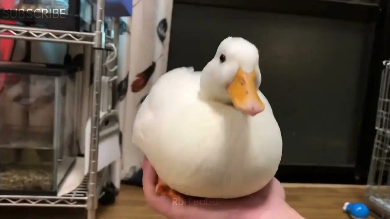 Duck up. Duck up