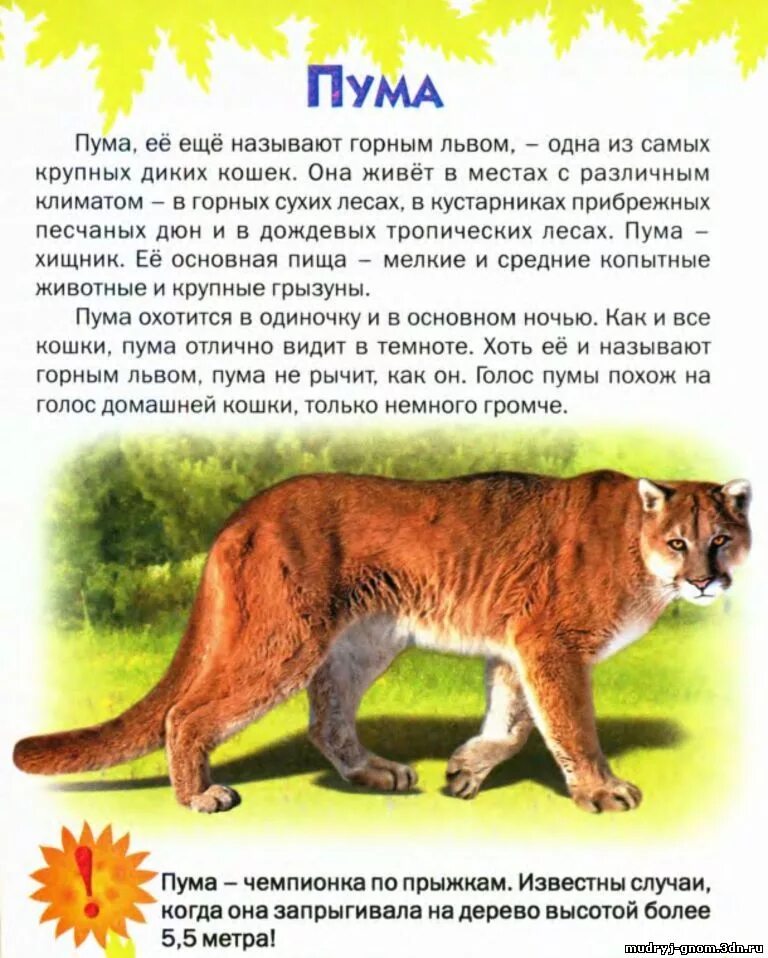 Описать дикого животного. Пума описание животного для детей. Рассказ о пуме. Животные красной книги Пума. Рассказ про пуму для детей.