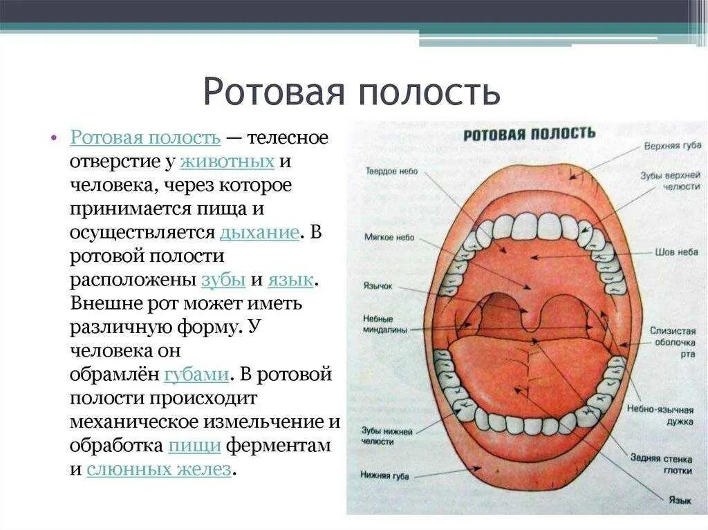 Полость рта статья. Строение стенки ротовой полости. Особенности строения ротовой полости человека. Полость рта схема анатомия. Опишите строение стенок полости рта..