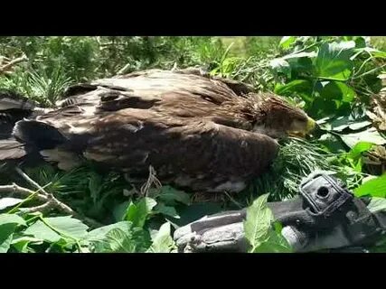 Гнездо солнечного орла в татарстане