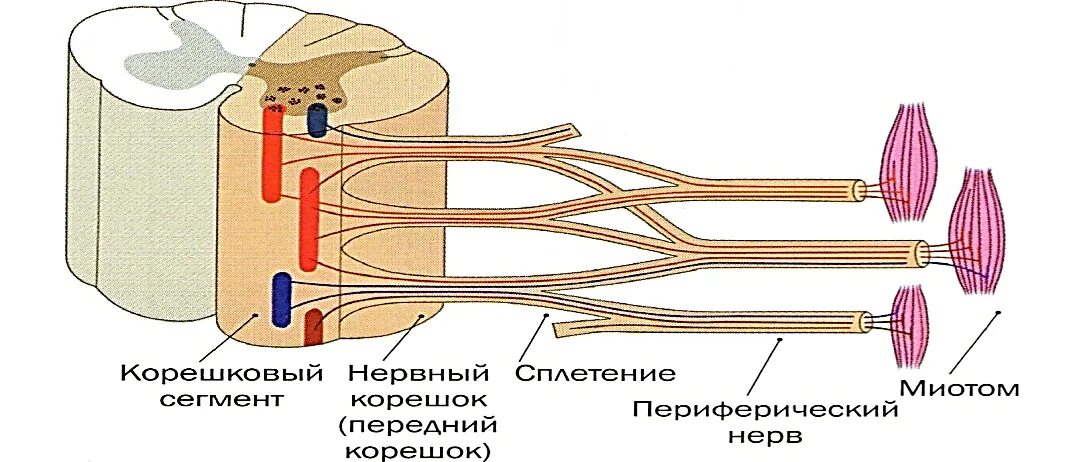 К структурам периферического нерва относят. Строение ПНС. Строение периферического нерва. Строение периферической нервной системы. Строение периферического нерва неврология.