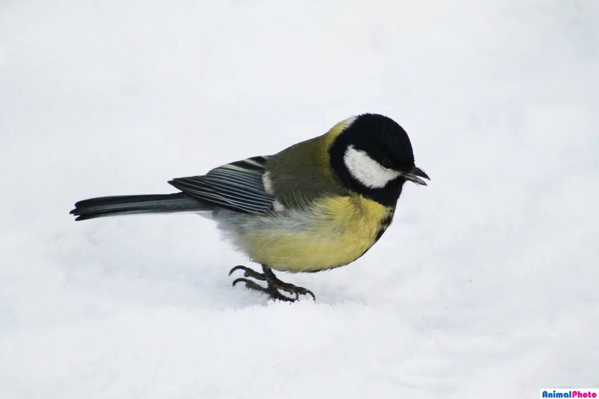 большая синица перелетная птица или нет. зиновий синичник. синица. синичка неврастеничка. синичка неврастеничка.