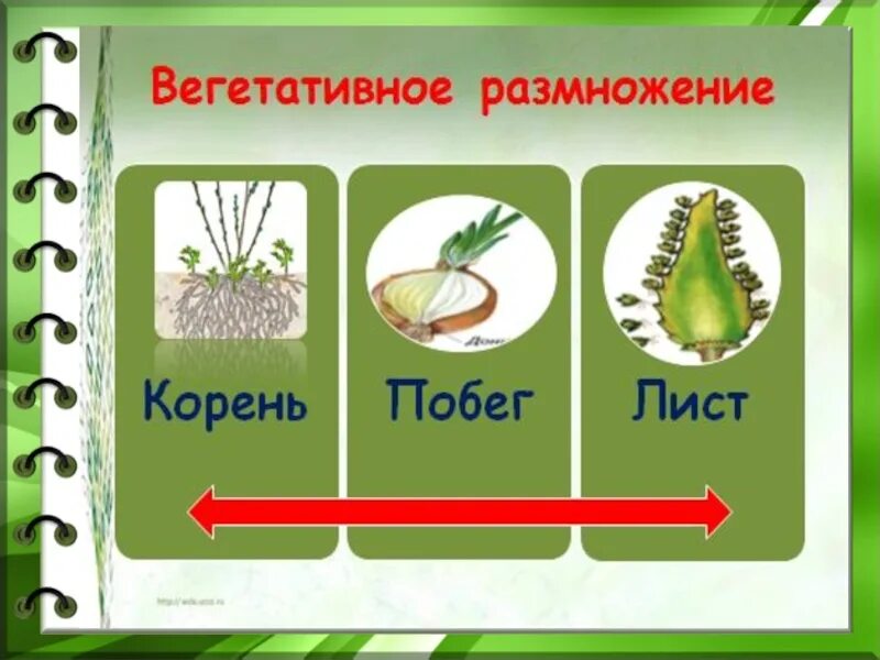 Размножение растений. Биология размножение растений. Виды размножения растений. Вегетативное размножение растений схема. Размножение растений и его значение 6 класс