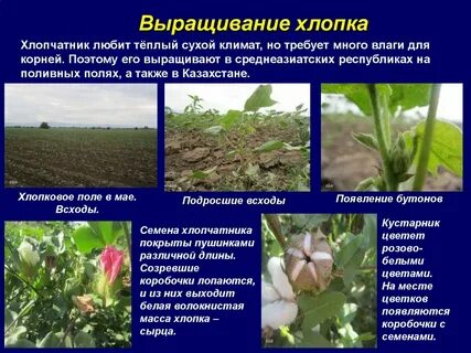 Хлопок сколько по времени
