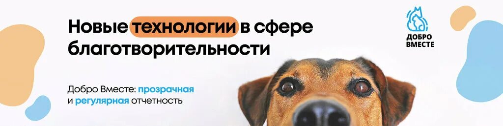 дети дарят добро. творить добро. фонд доброта уфа собаки. добро вместе благотворительный. благотворительность.