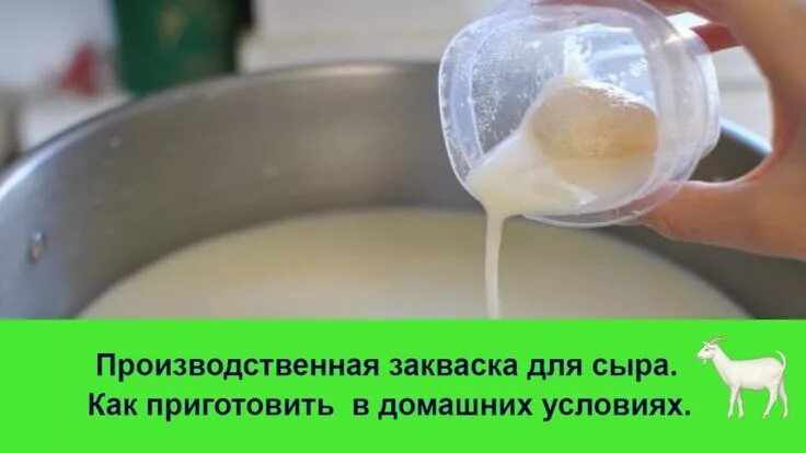 Как сделать закваску для сыра. Закваска для сыра. закваска для сыра в домашних условиях. закваска для сыров в домашних условиях.
