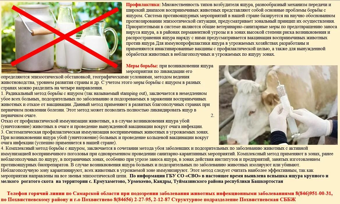 профилактика ящура памятка. развитие мастита у коров. схемы вакцинаций крупного рогатого скота. корова молоко. коровье молоко.