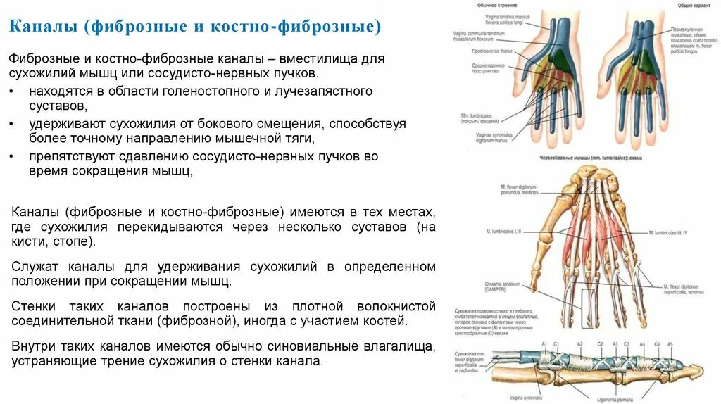 Синовиальные влагалища сухожилий кисти. Синовиальные влагалища сухожилий разгибателей кисти. Каналы запястья топографическая анатомия. Костно-фиброзные каналы запястья. Топографическая анатомия сухожилий