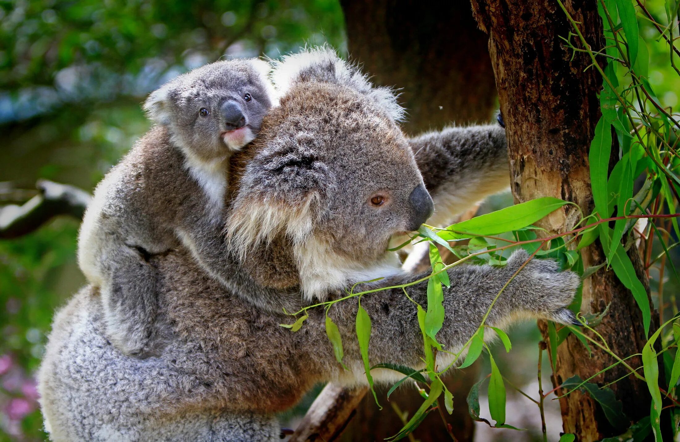 Сколько живут коалы. Коала в Австралии. Коала на эвкалипте. Сумчатый медведь коала Австралия. Эвкалипт в Австралии с коалой.