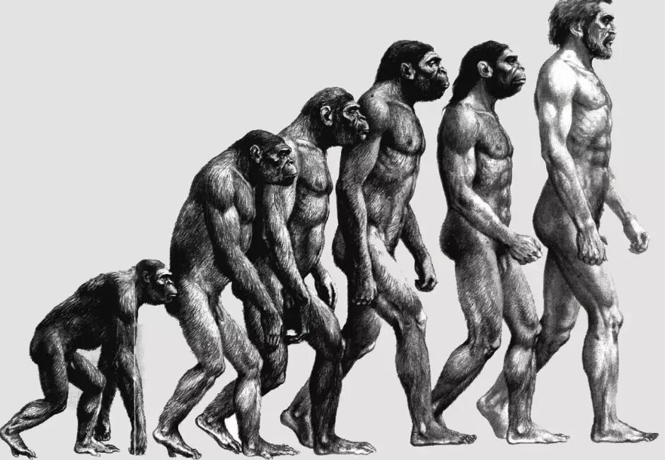 Антропогенез Дарвин. Эволюция Дарвин хомо. Развитие человека. Эволюция обезьяны в человека.