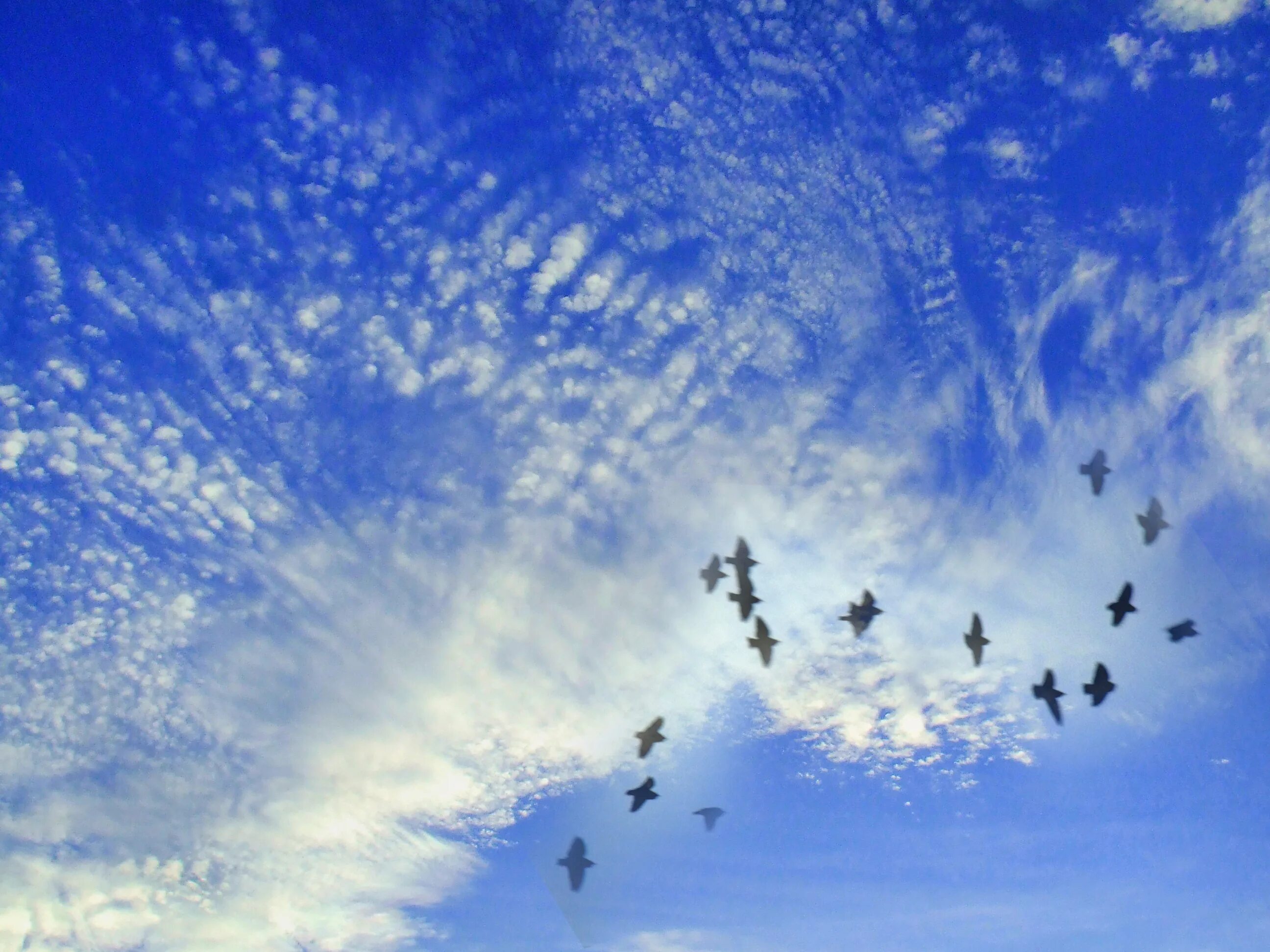 Слово ввысь. Голуби в небе. Стая голубей в небе. Голубь в небесах. Небо с голубями фон.