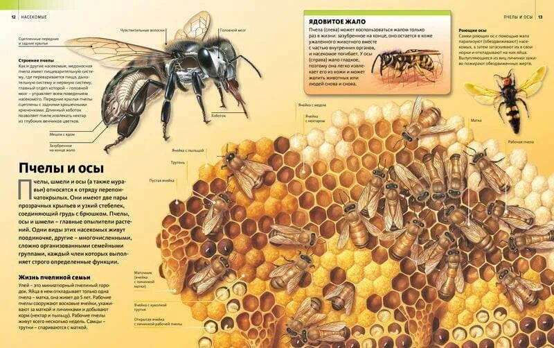 Различия пчел. Характеристики пчеломатки Карпатской породы. Пчеломатка Карпатской породы. Разные виды пчел. Порода пчел с названиями.