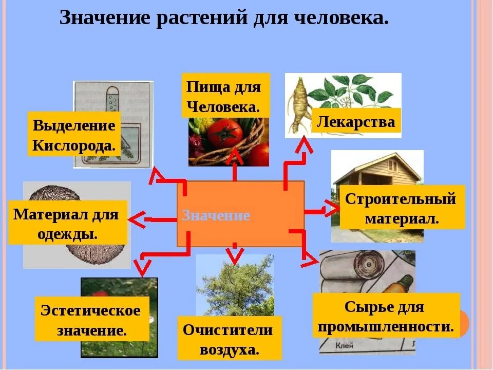 Биология 5 класс значение растений в природе. Значение растений для человека. Значение цветов растений. Роль растений в жизни человека. Значение растений в природе.