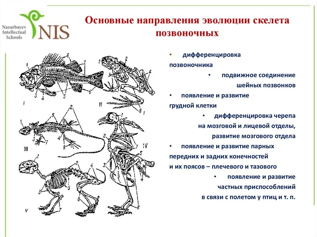 Направление эволюционного развития. Ароморфозы скелета позвоночных. Эволюция скелета животных таблица. Эволюция опорно-двигательной системы позвоночных животных. Эволюция опорно двигательной системы системы животных.