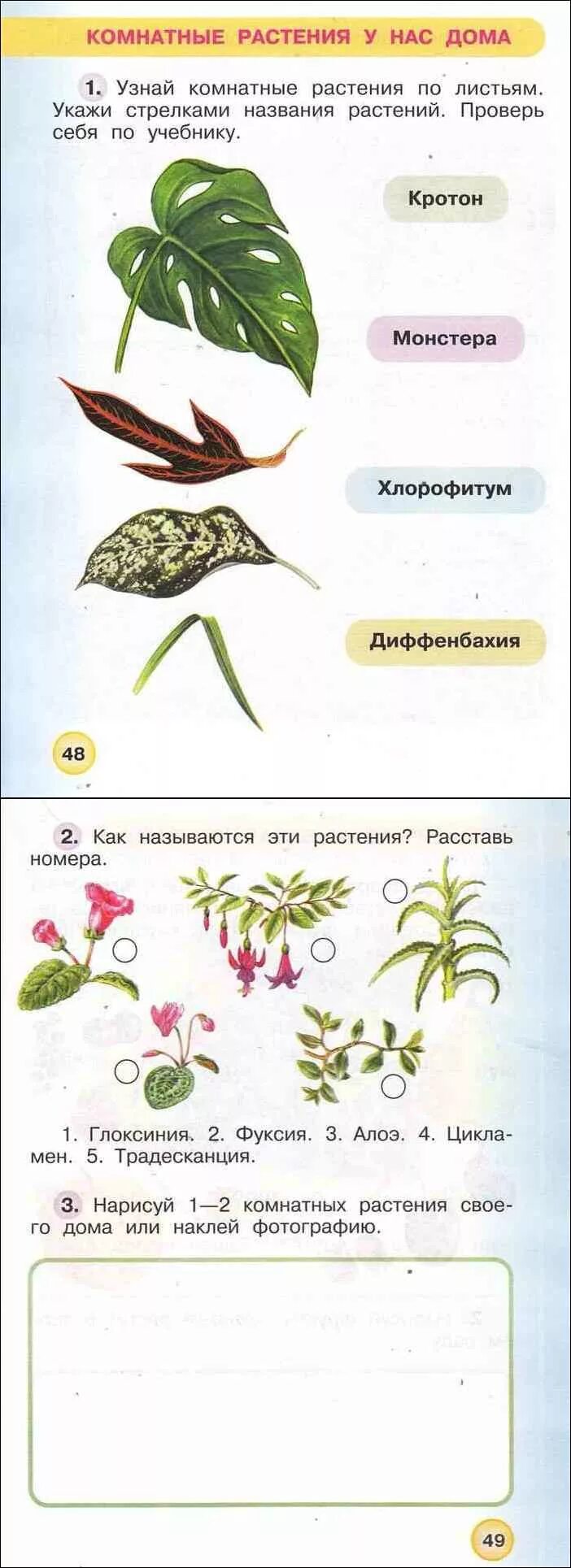 Окружающий мир рабочая тетрадь стр 49. Окружающий мир 1 класс рабочая тетрадь Плешаков 1 часть ответы стр 48-49. Комнатные растения Плешаков рабочая тетрадь 1 класс.