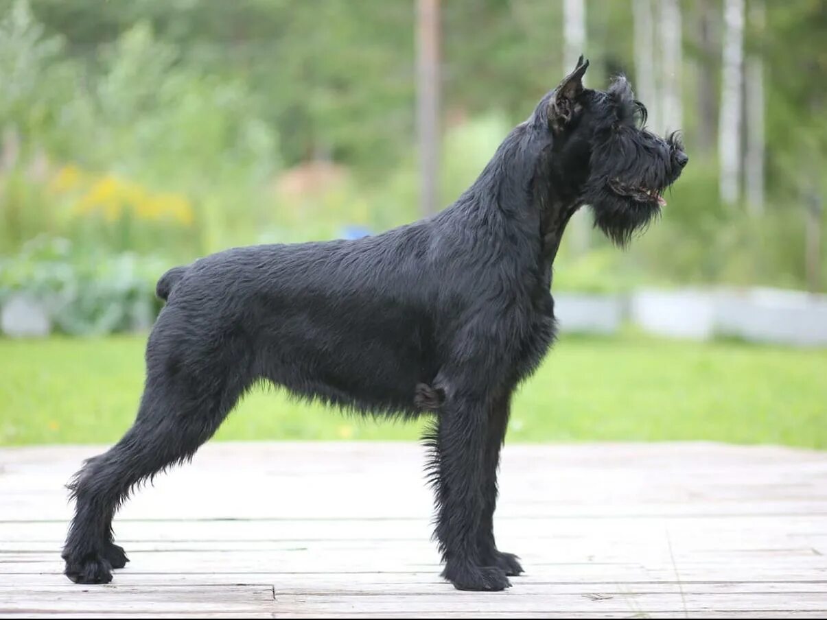 Пин на доске Х Riesenschnauzer (Giant Schnauzer)
