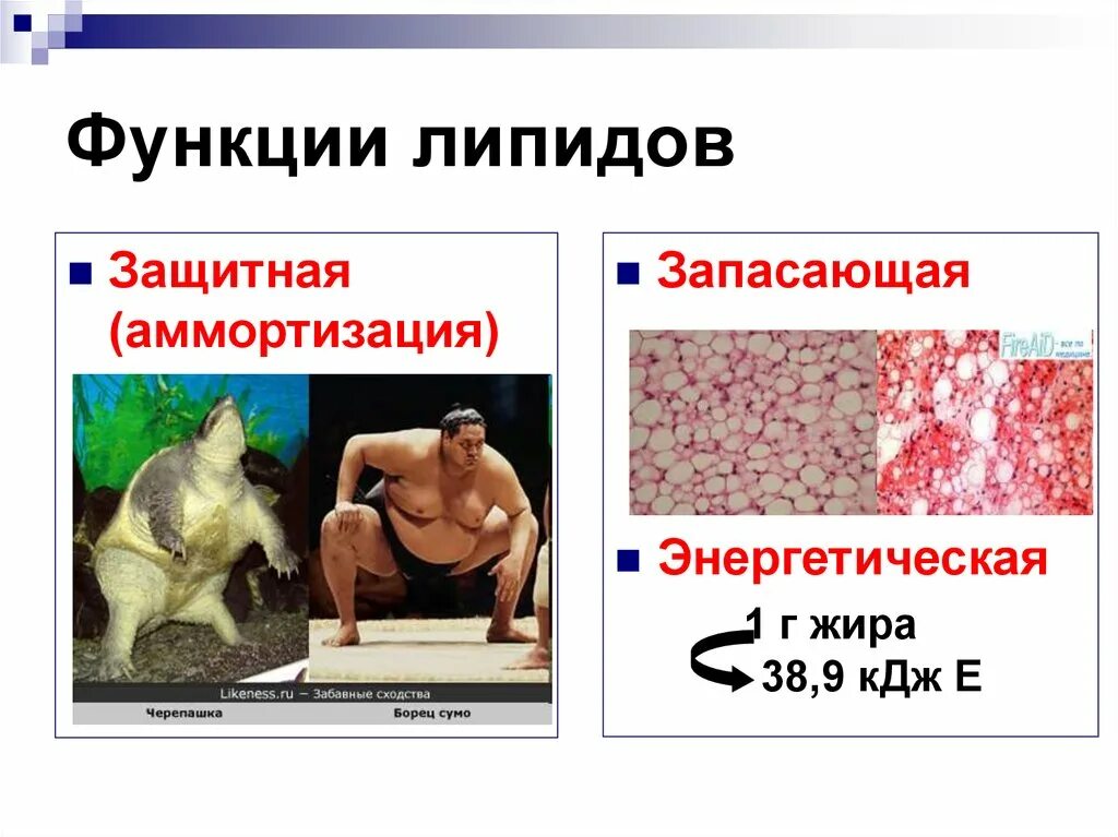 Запасающую функцию в организме человека выполняет