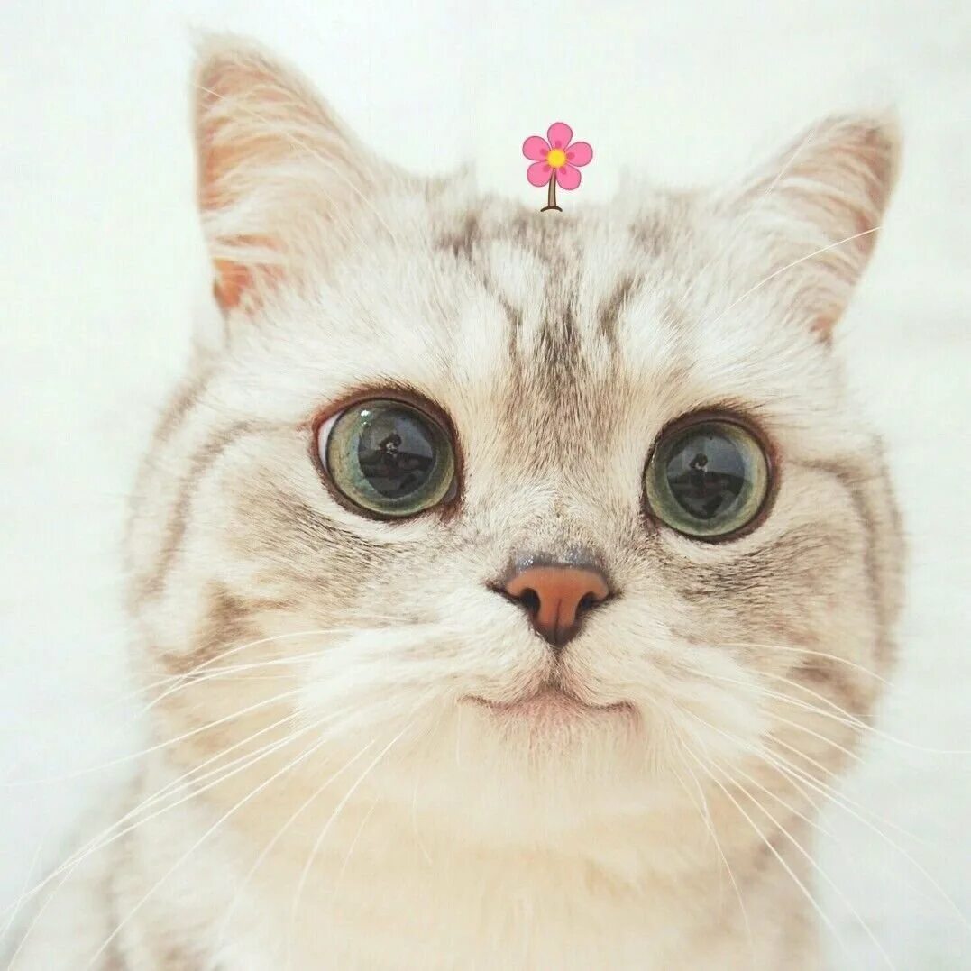 Квадратная кошка. Толстые коты в коробке. Кот квадратик. Кот квадратик. Котик из квадратика ткани.