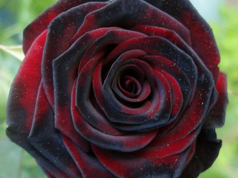 Чайно-гибридные розы сорта черная магия.