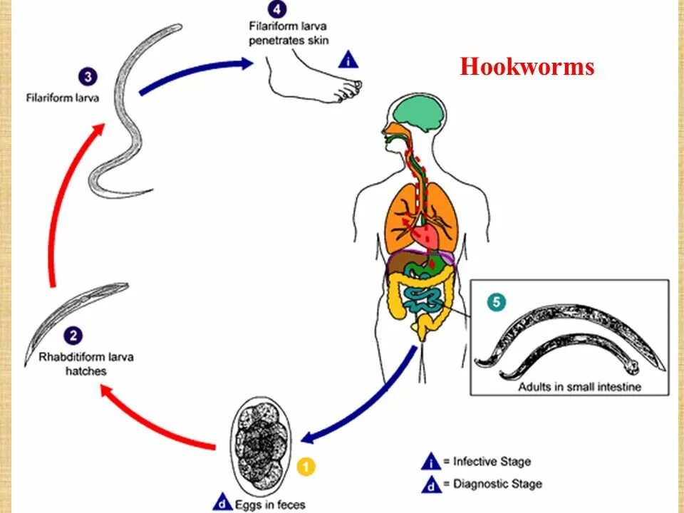 Цикл развития угрицы кишечной. Strongyloides stercoralis жизненный цикл. Цикл развития угрицы кишечной схема.