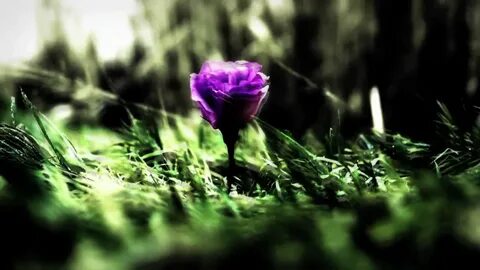 Violet s wildlife