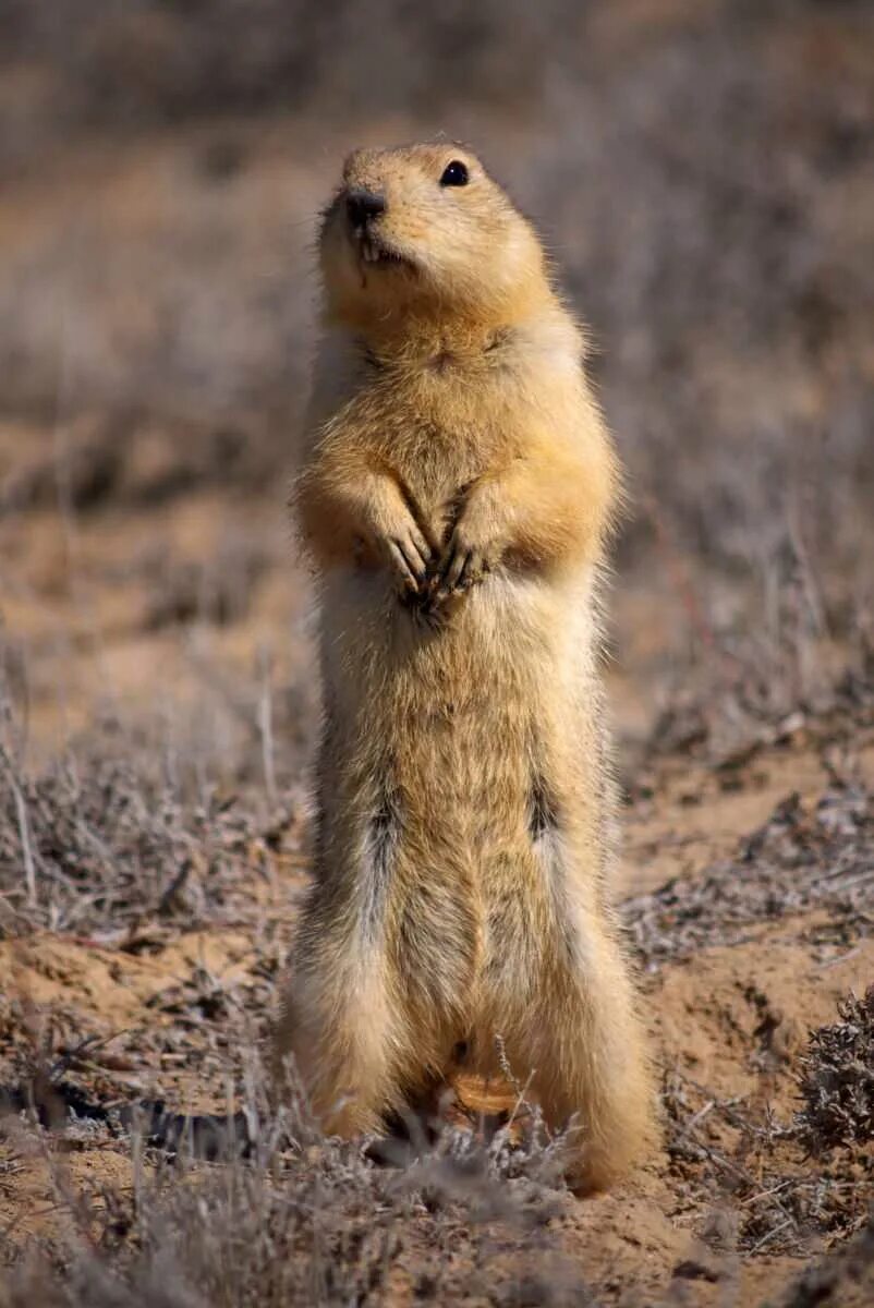 Сурок тарбаган. Суслик Степной. Желтый суслик Spermophilus fulvus. Суслик длиннохвостый в норе. Водятся суслики