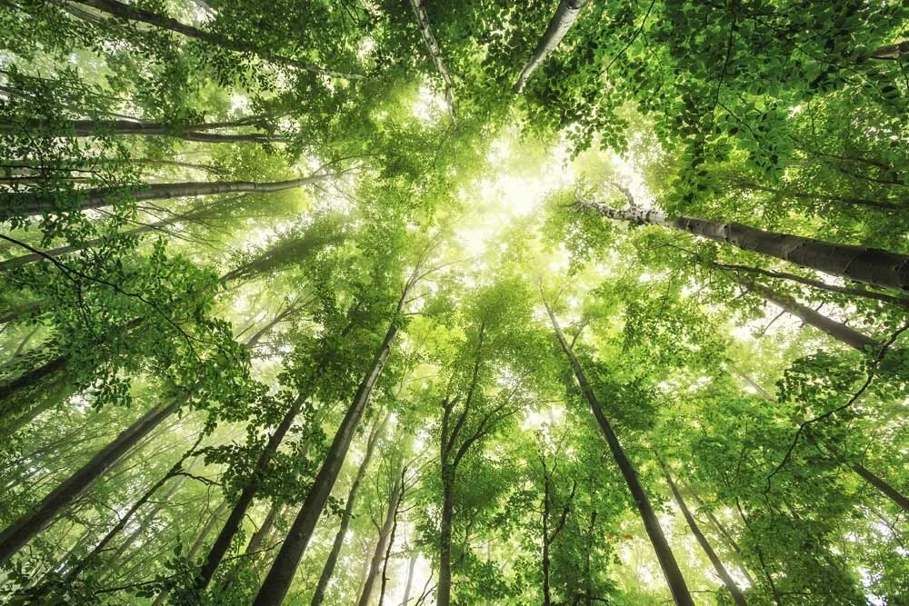 Lots of trees. Lots of trees