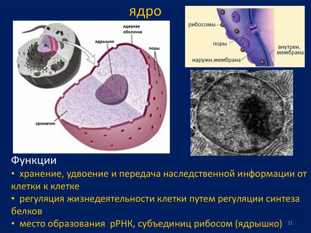 Ядро цитология. Функции ядра. Хранение и передача наследственной информации ядро. Ядрышко функции. Наследственный материал ядра