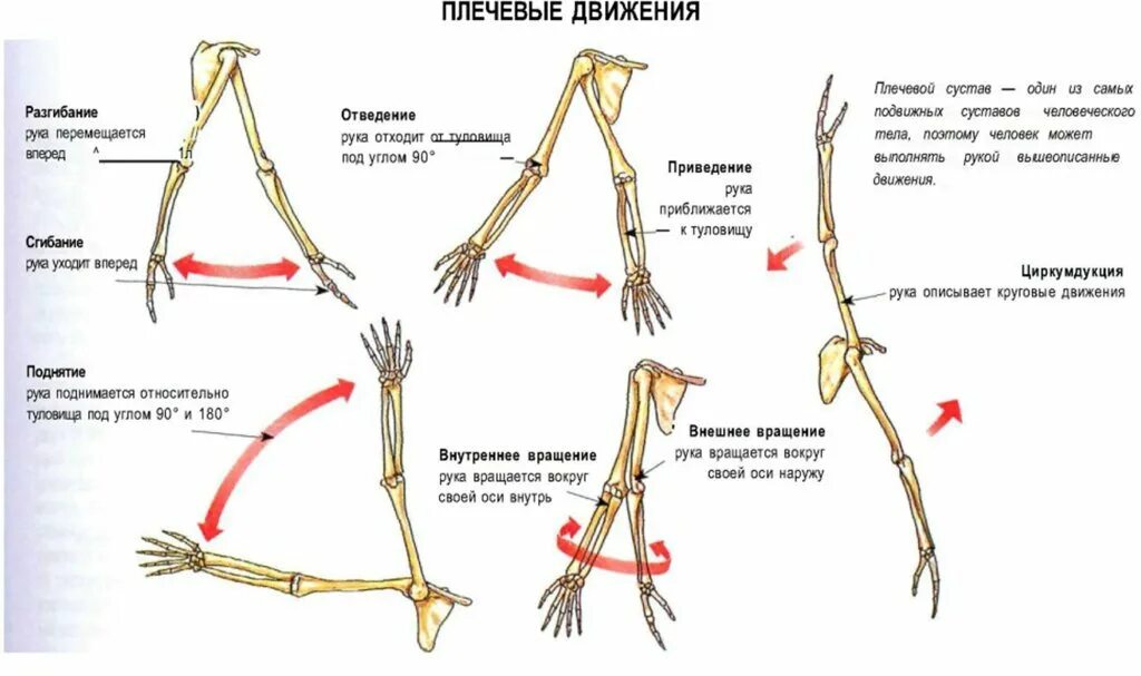 Какие движения происходят. Движения в плечевом суставе. Движения в плечевом суставе по осям. Оси движения плечевого сустава. Объем движений в плечевом суставе.