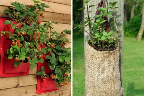 Вертикальные грядки для клубники