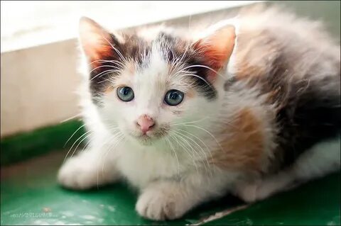 Подобрать котенка с улицы примета