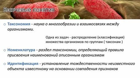Возбудитель ку лихорадки