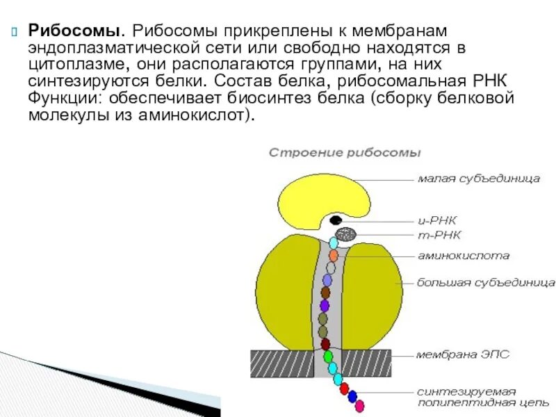 Рибосома процесс впр. Рисунок рибосомы клетки. Рибосомы строение и функции. Свободные рибосомы. Рибосома мембрана.