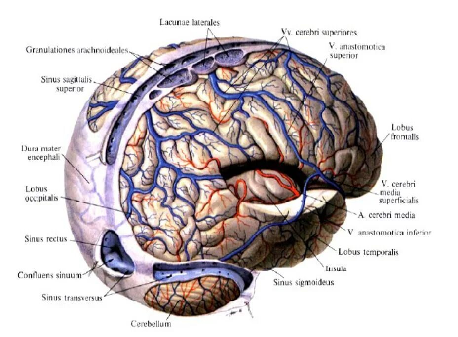 Отток головного мозга. Вены твердой оболочки головного мозга. Вены головного мозга синусы твердой мозговой оболочки. Венозный отток синусы твердой мозговой оболочки. Вена головного мозга анатомия.