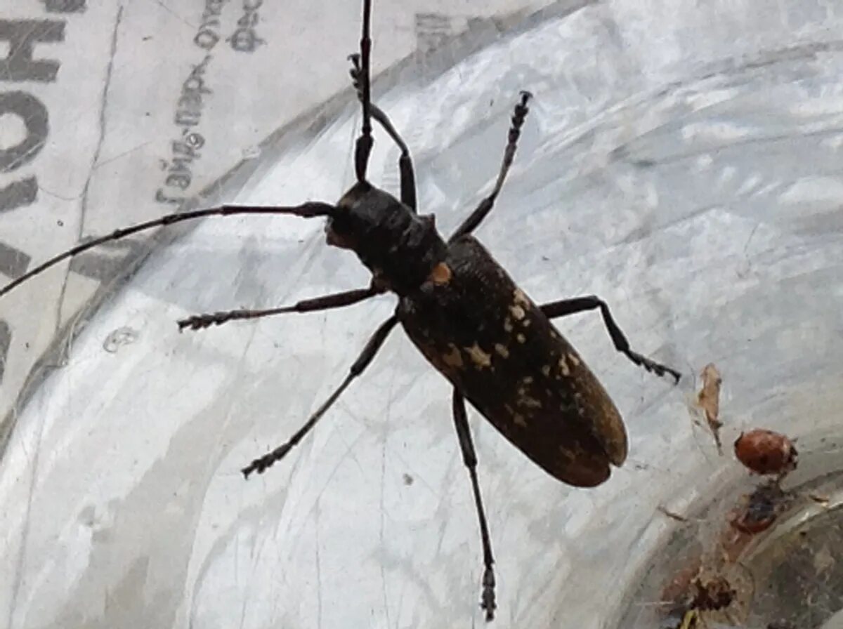 Жук усач дровосек. Жук дровосек титан. Жук дровосек 4. Жук серый длинноусый дровосек. Уссурийский жук усач.