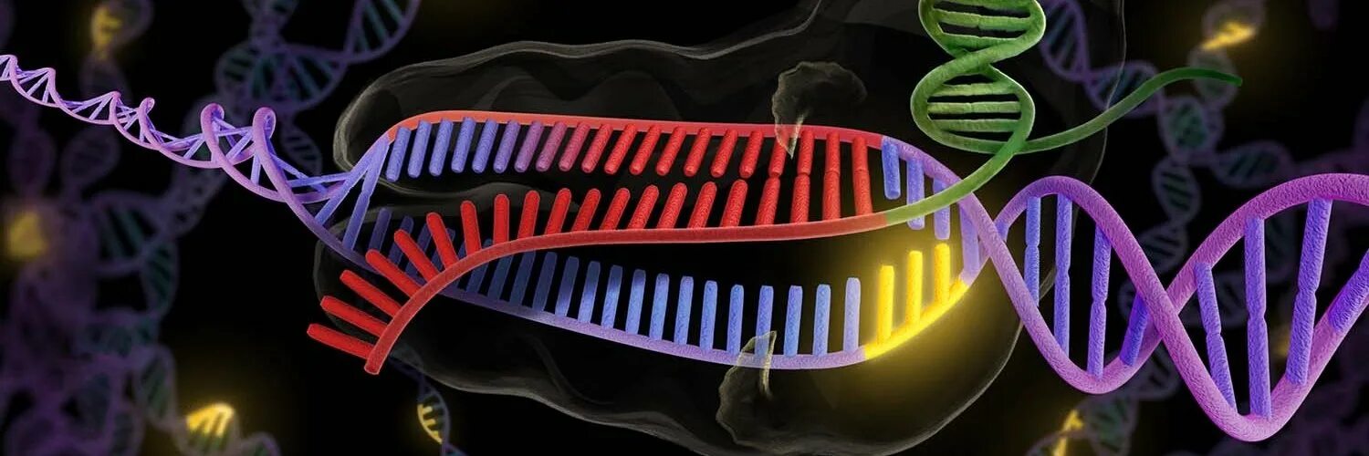 Геном называют. Эволюция ДНК. CRISPR — для исследований. Изменение генома человека. Генная инженерия геномика протеомика.
